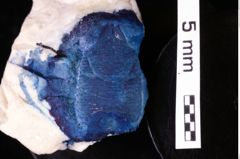 Foto (Detailansicht) von Galatheites zitteli (Moericke, 1889) (NHMW-GEO-1990-0041-0286)